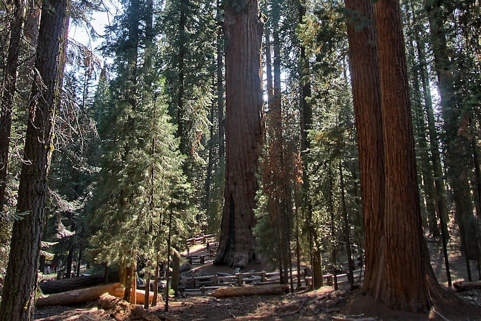 Sequoia National Park: la casa dei giganti d’America